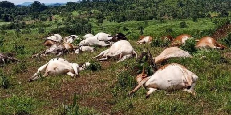 Sierra Leone Government implements preventive measures in response to reported cluster of deaths of cattle in Liberia