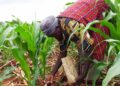 Sierra Leone Receives Generous Fertilizer Donation for 2023 Planting Season