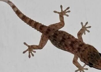 Five Effective Ways to Control Wall Geckos in Your Home