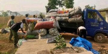 NPAA Arrests 11 for Illegal Charcoal Burning, Deforestation in Western Area Peninsula National Park