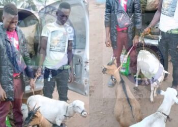 Two Arrested at Mile 38 Checkpoint for Allegedly Stealing Cattle