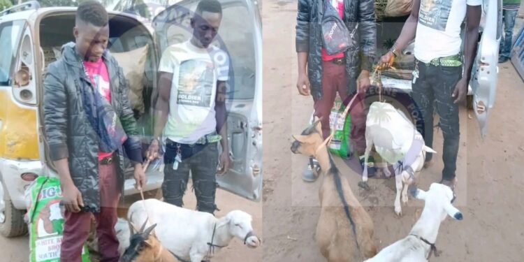 Two Arrested at Mile 38 Checkpoint for Allegedly Stealing Cattle