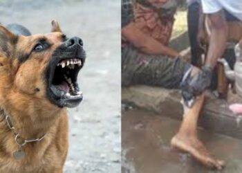 Dog Bites In Bombali Jump From 383 To 469 As Govt Vows To End Rabies Deaths By 2030